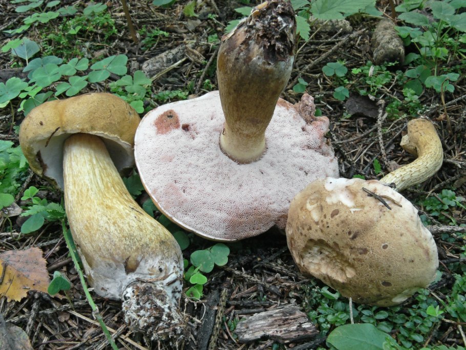Ложный белый Боровик