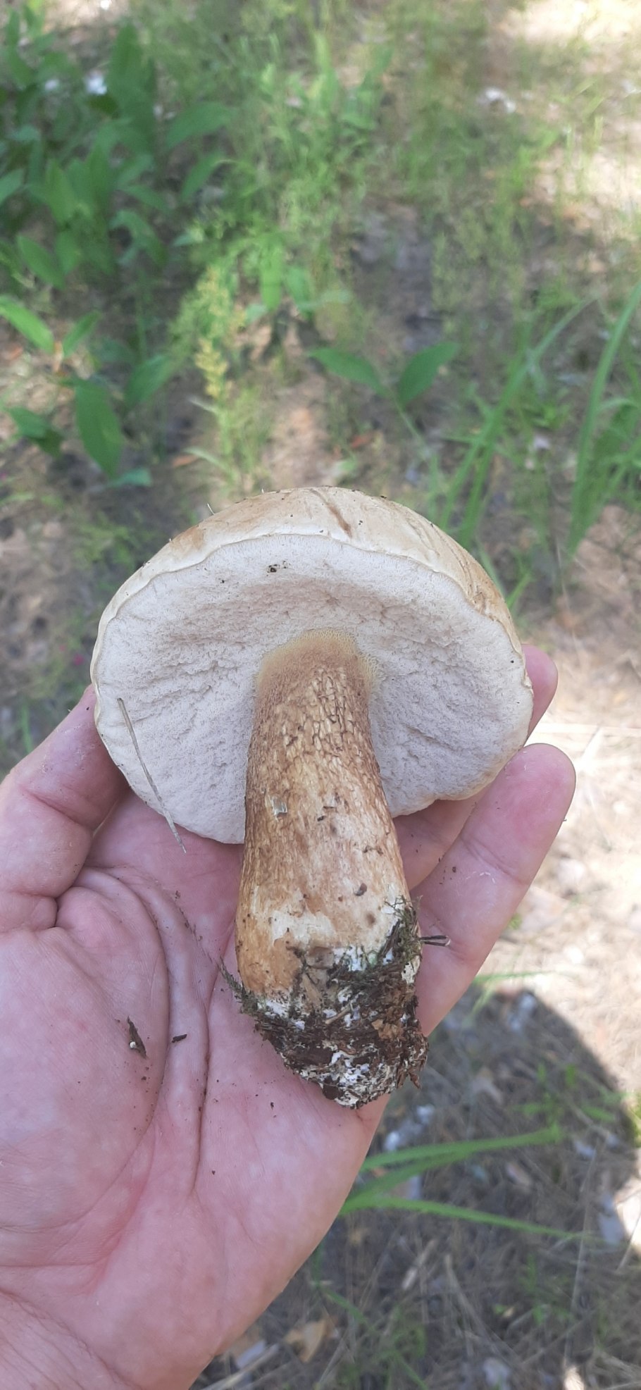 Съедобен ли желчный гриб