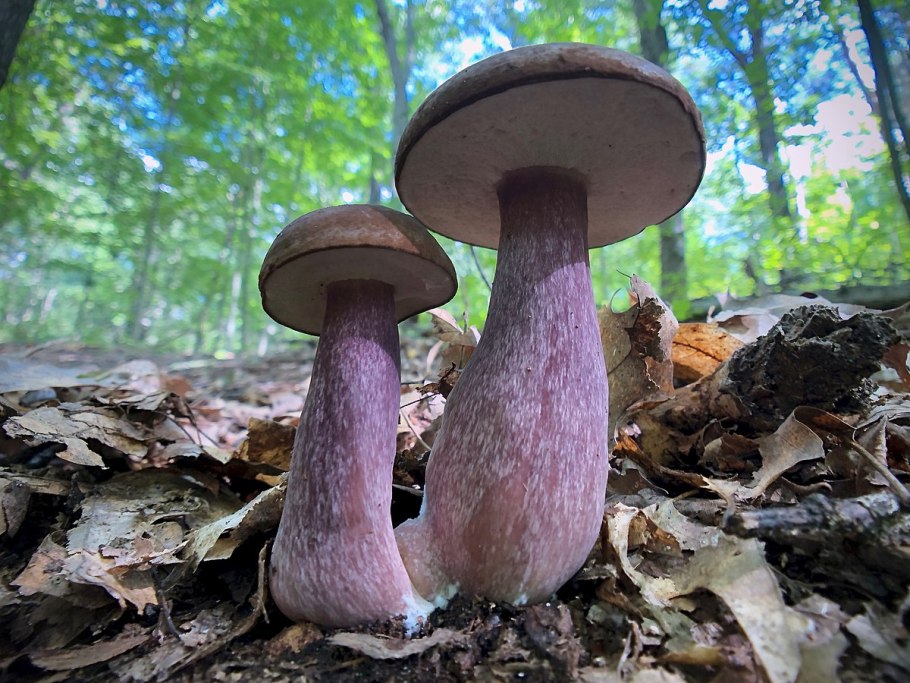 Тилопил свинцово-фиолетовый (Tylopilus plumbeoviolaceus)