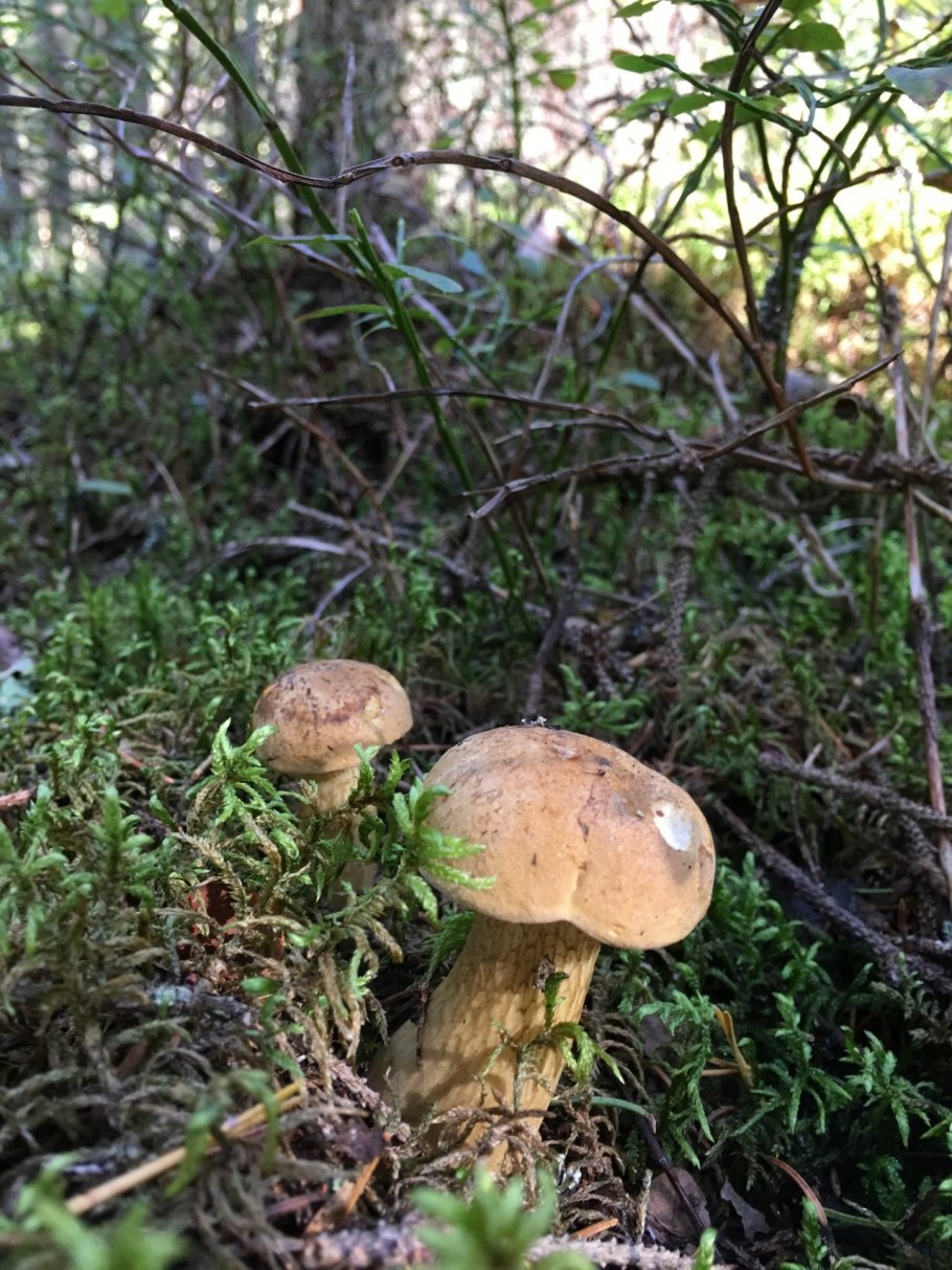 Горчак ложный белый гриб