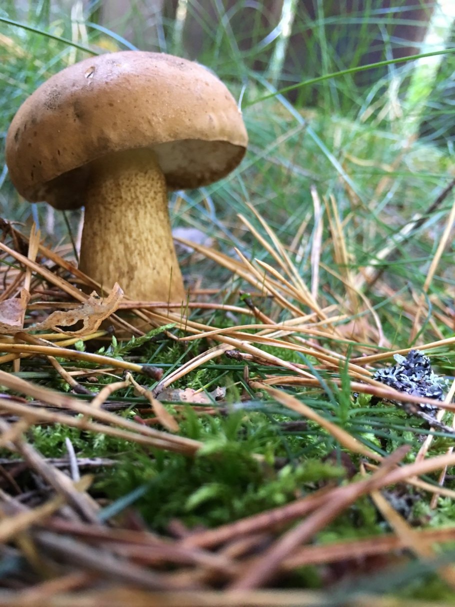 Tylopilus felleus – желчный гриб