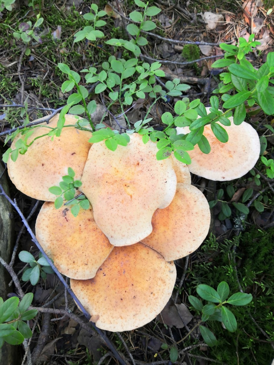 Гриб тилопила