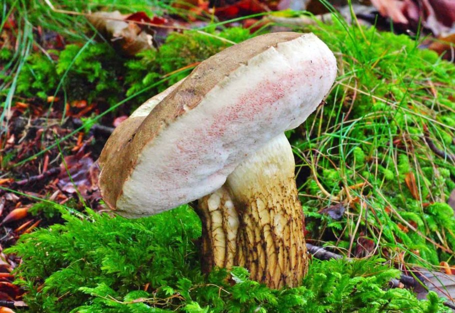 Tylopilus felleus – желчный гриб