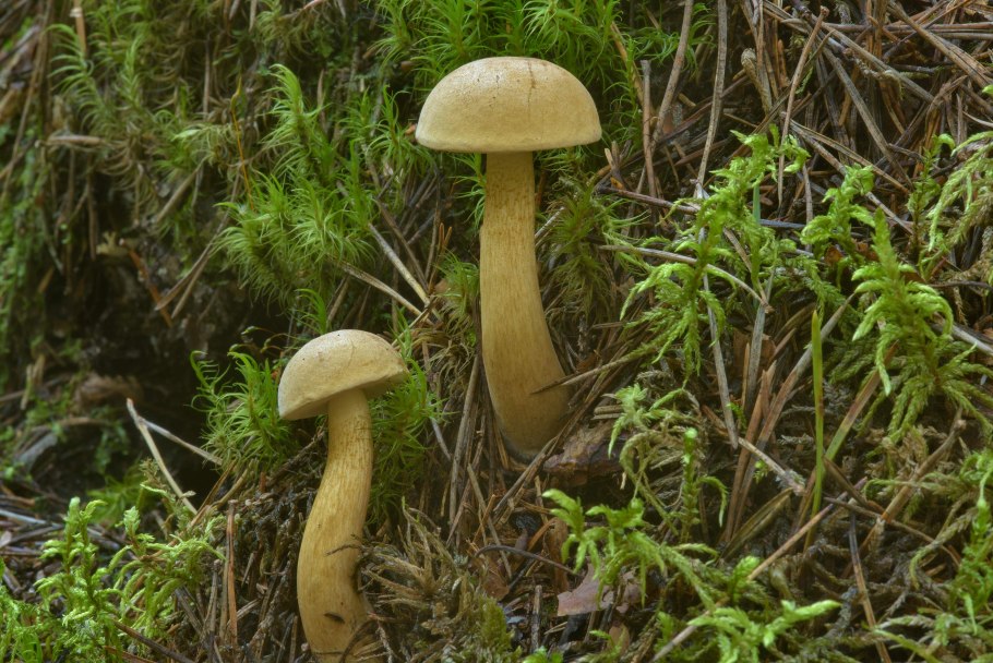 Ложный белый горчак