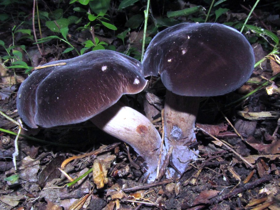 Тилопил свинцово-фиолетовый (Tylopilus plumbeoviolaceus)