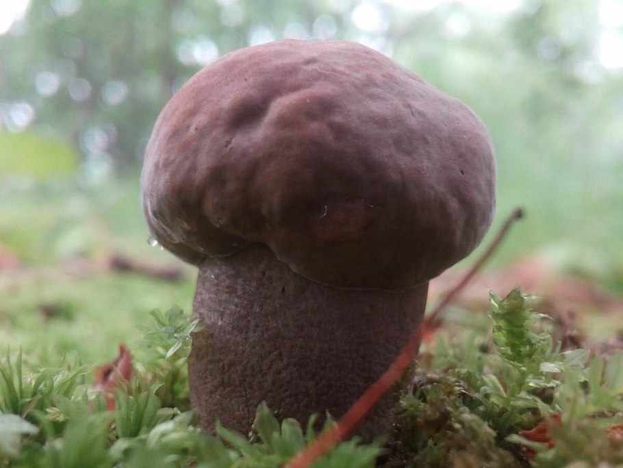 Несъедобные грибы желчный гриб