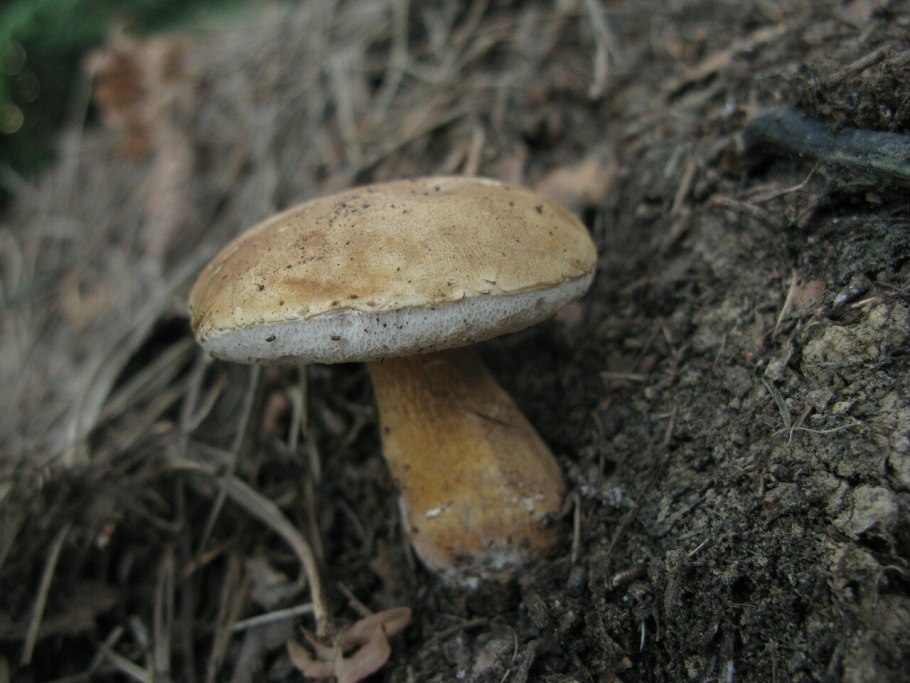 Гриб Грабовик белый