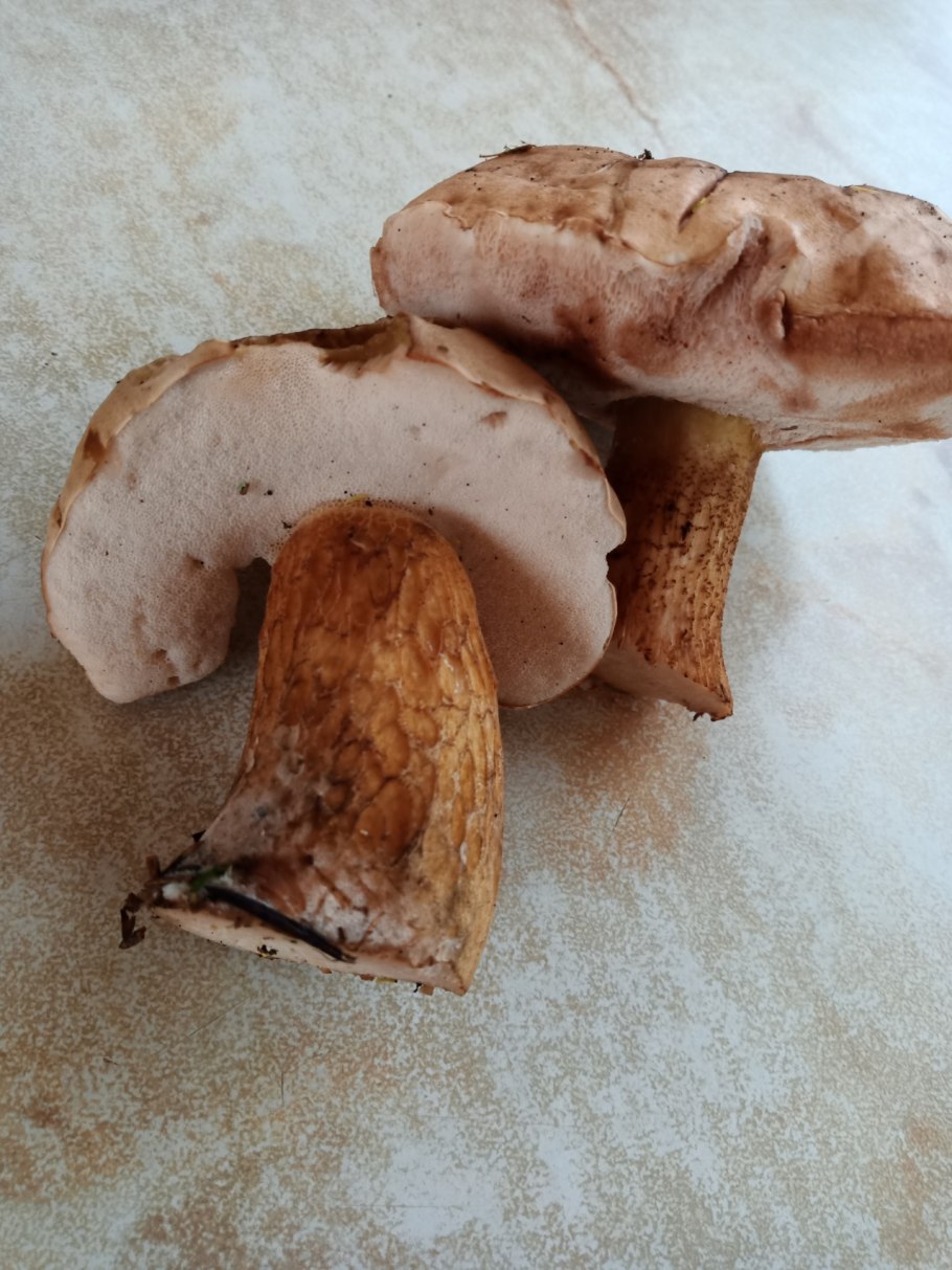 Горчак, ложный белый гриб