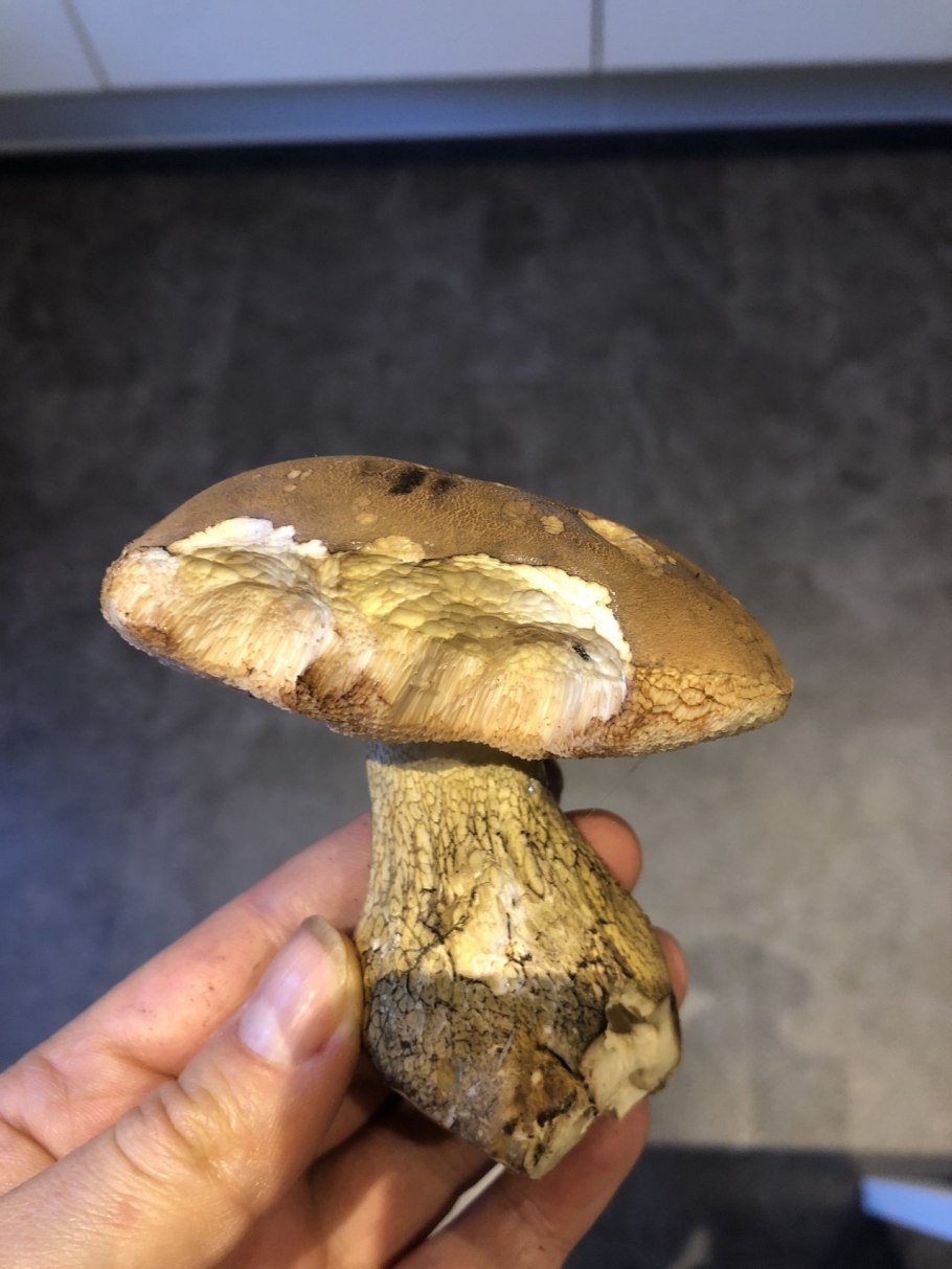 Тилопил свинцово-фиолетовый (Tylopilus plumbeoviolaceus)