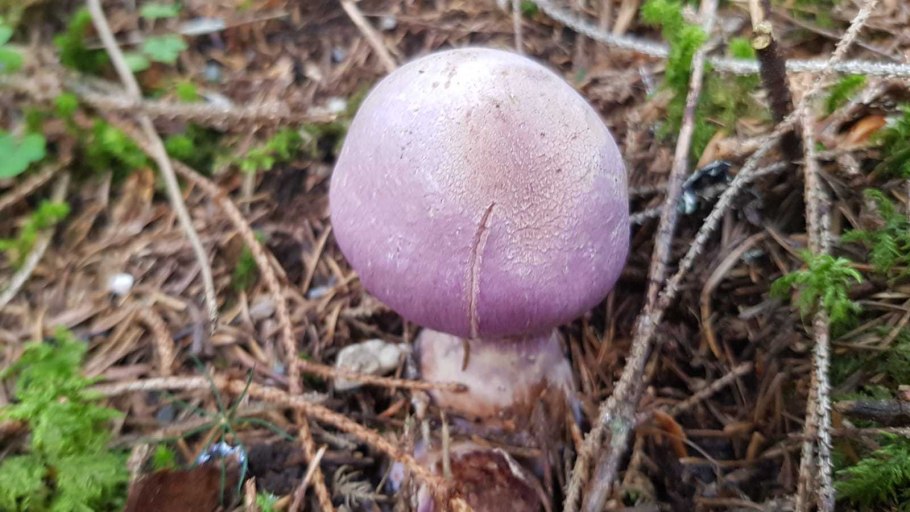 Желчный гриб червивый