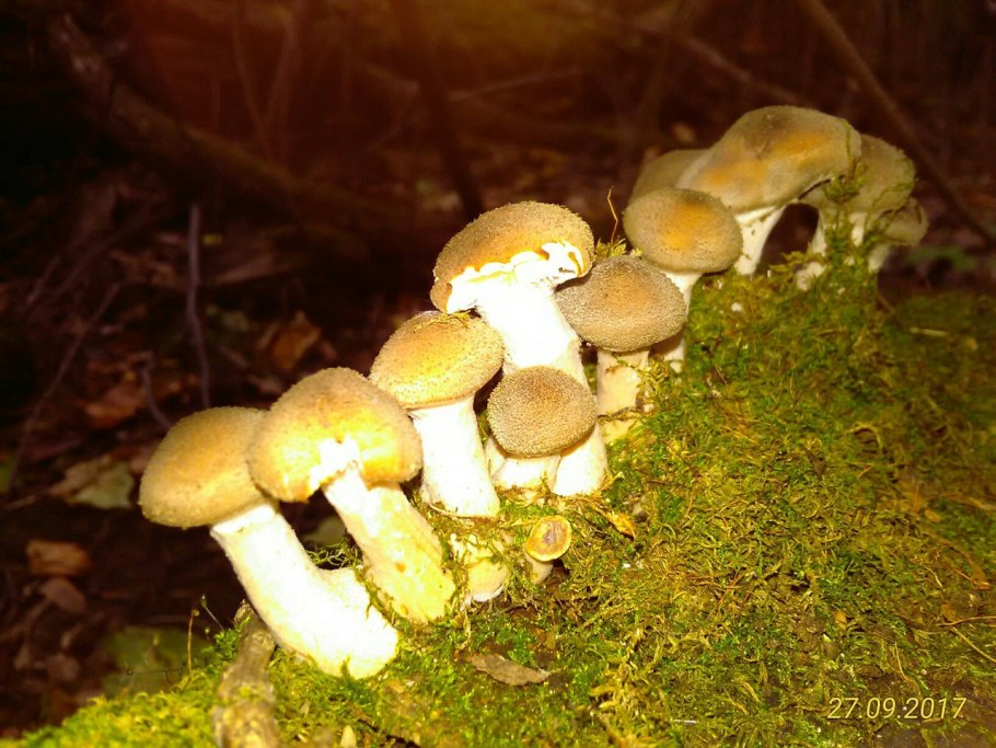 Чешуйчатка Огненная