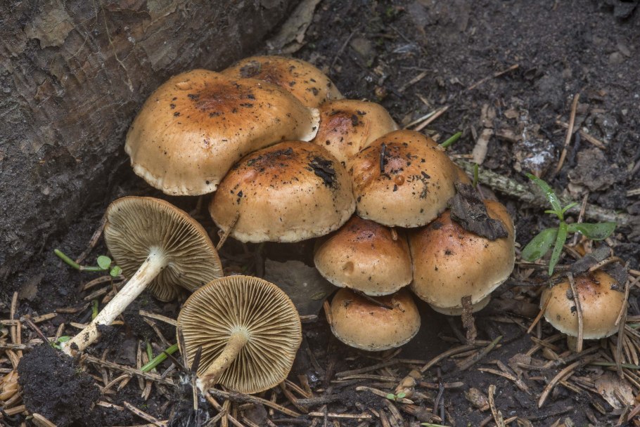 Чешуйчатка Ольховая съедобная