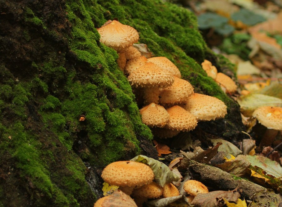 Hypholoma dispersum