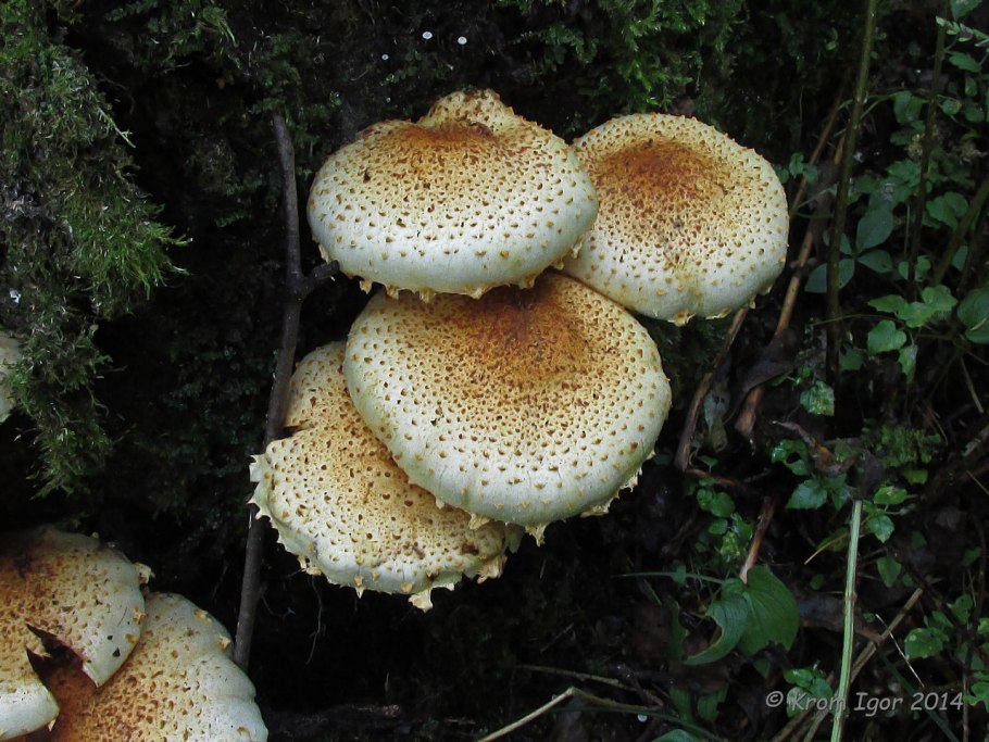 Чешуйчатка золотистая (Pholiota aurivella)