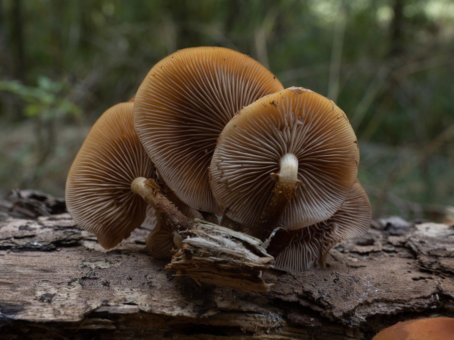 Грибное семейство