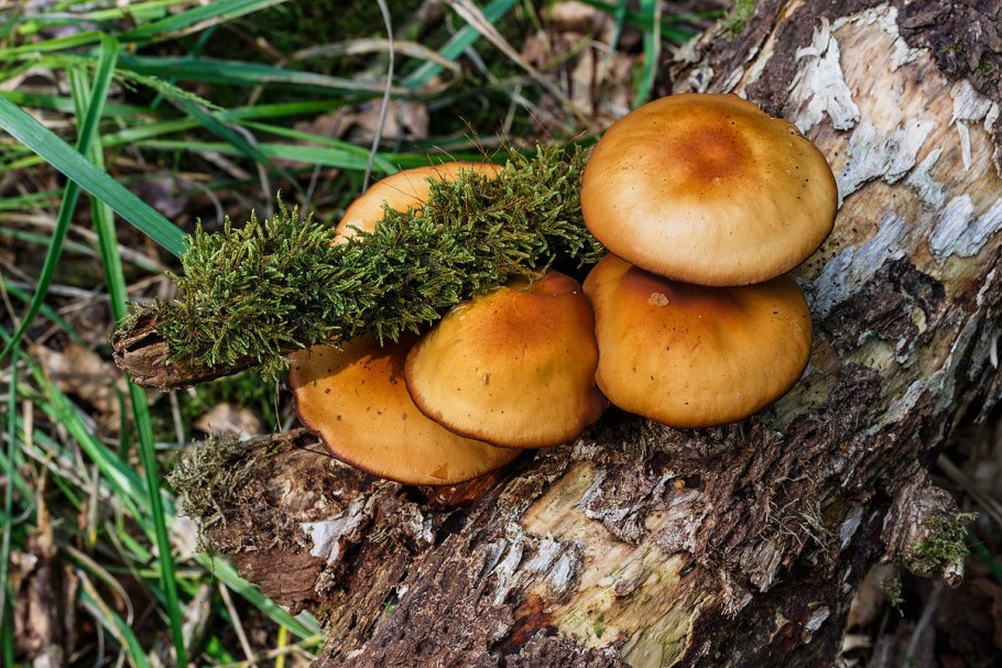 Королевские опята ложные