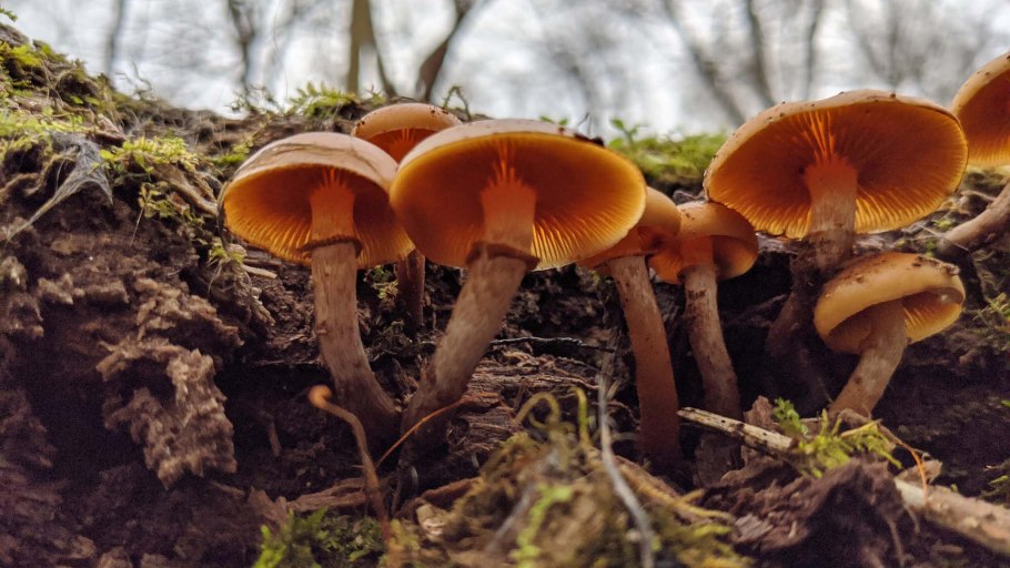 Опята в лесу Алтая