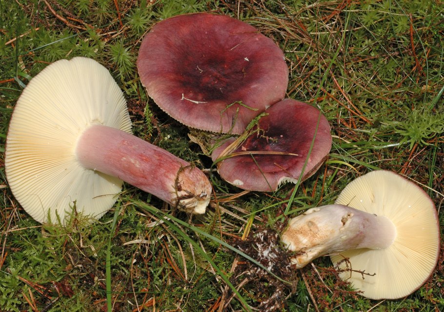 Сыроежка зелёная (Russula aeruginea).