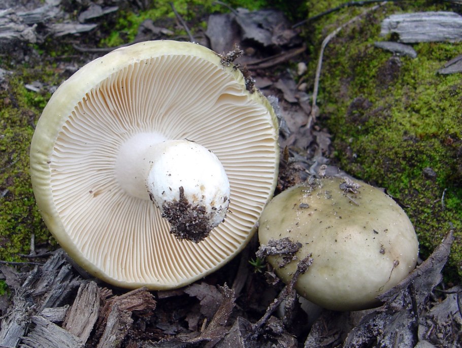 Сыроежка зелёная (Russula aeruginea).