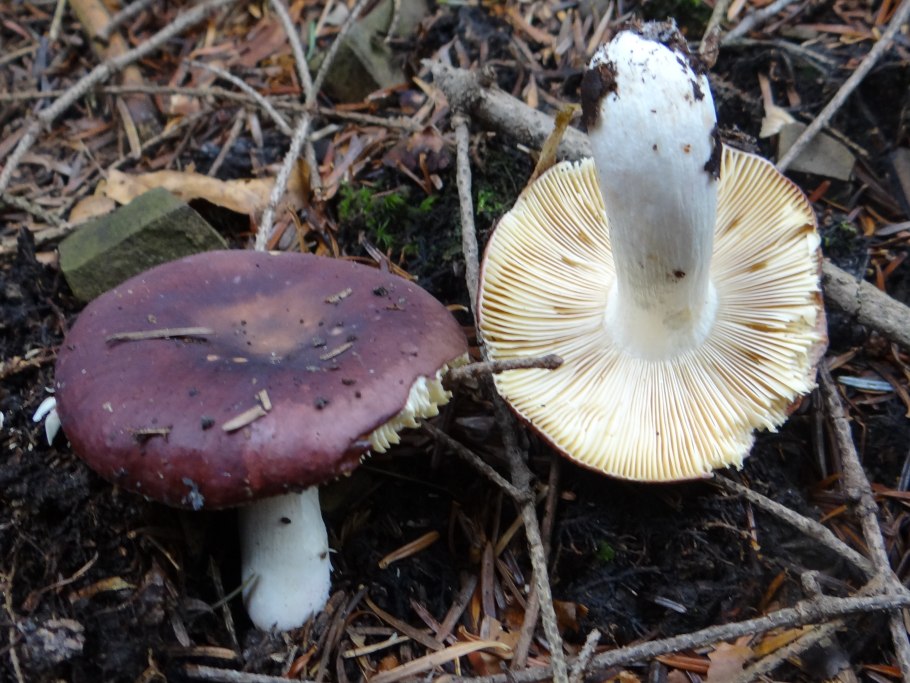 Сыроежка сардониксовая Russula Sardonia