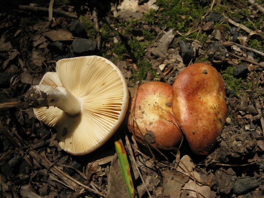 Gymnopus peronatus