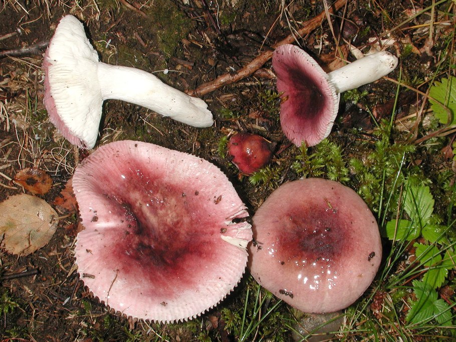 Сыроежка оливковая - Russula olivacea