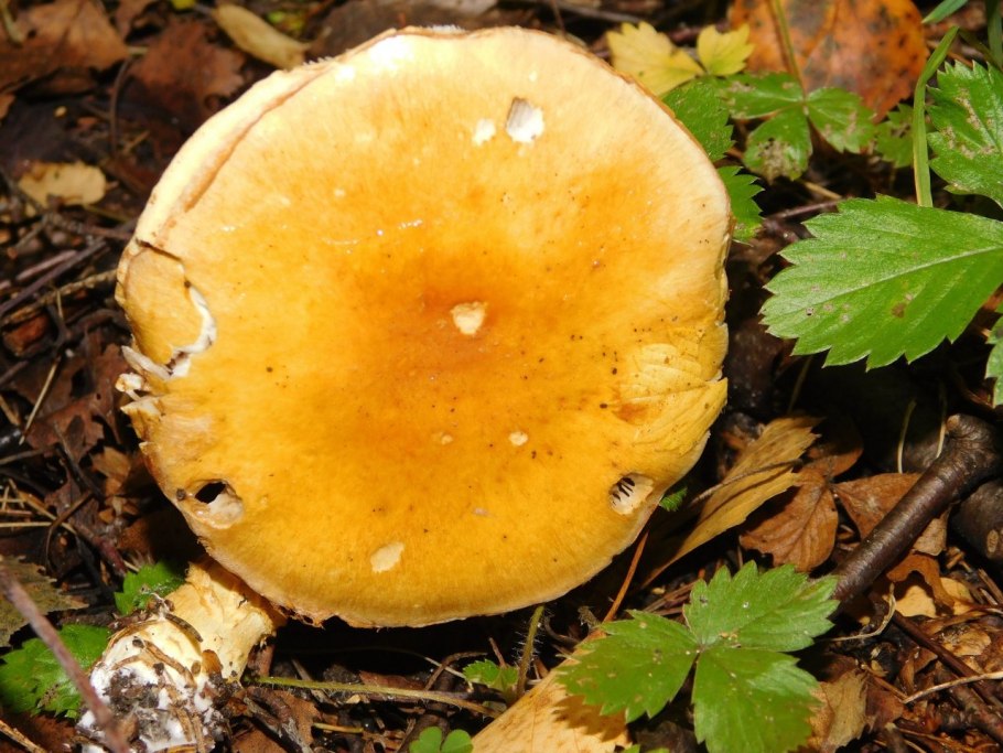 Съедобные грибы желтого цвета