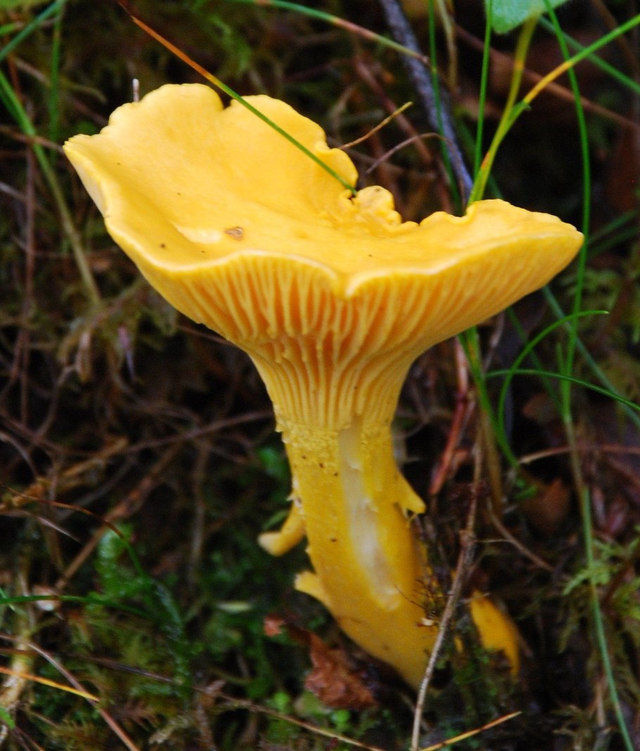 Желтый гриб Фунгус