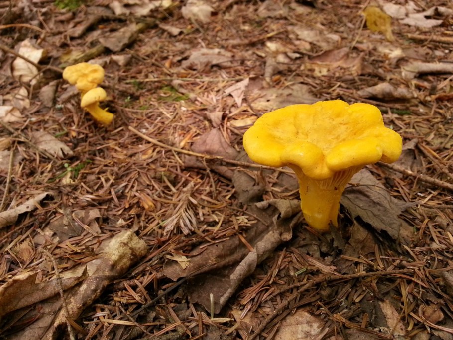 Жёлтые грибы съедобные