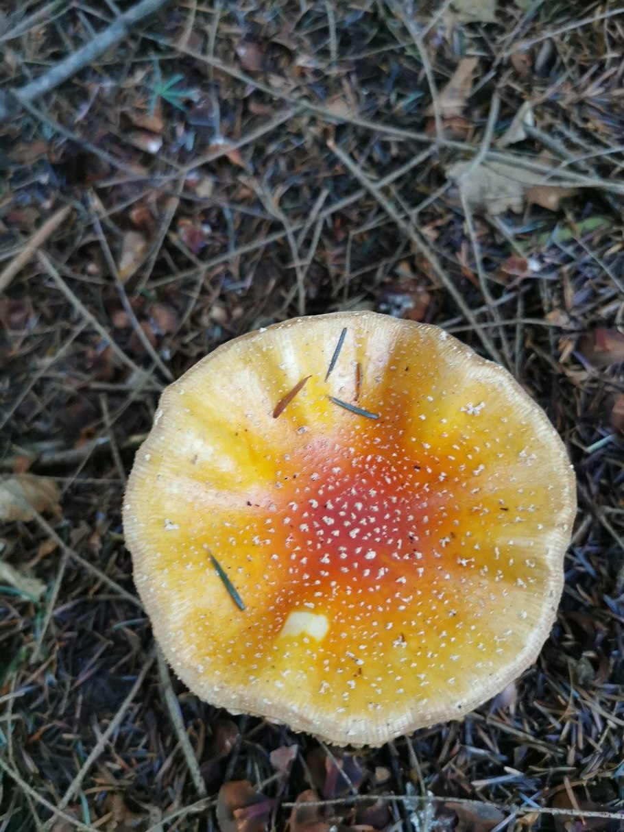 Желтый гриб ядовитый