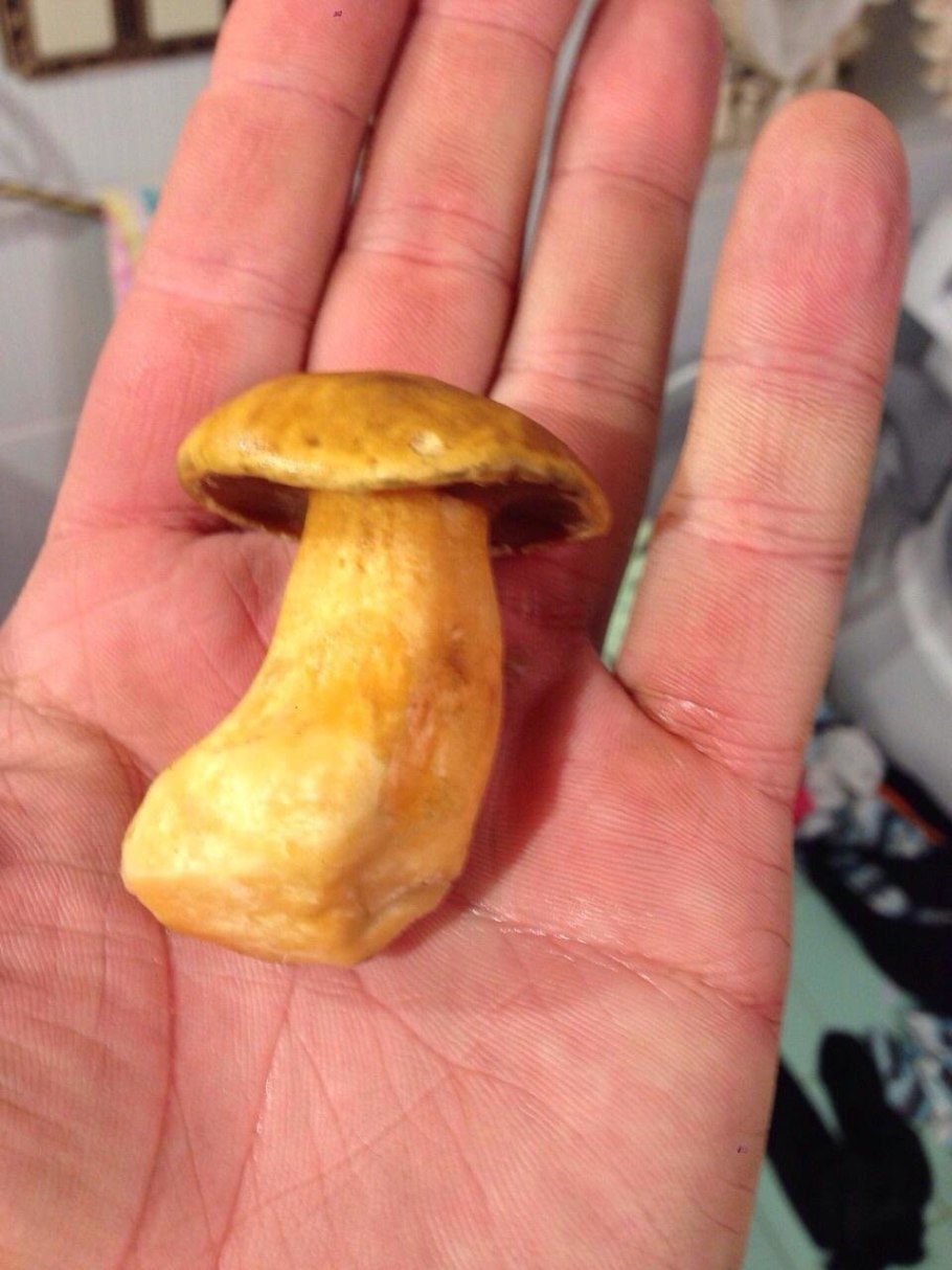 Маслёнок гриб желто бурый