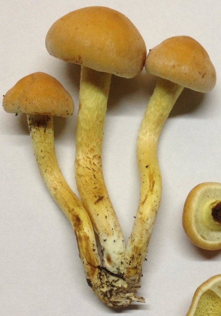 Ложноопёнок Серна жёлтый