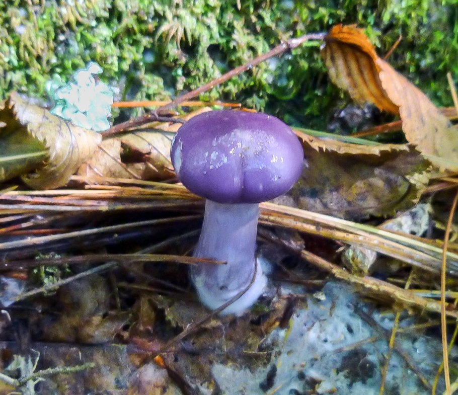 Паутинник анисовый