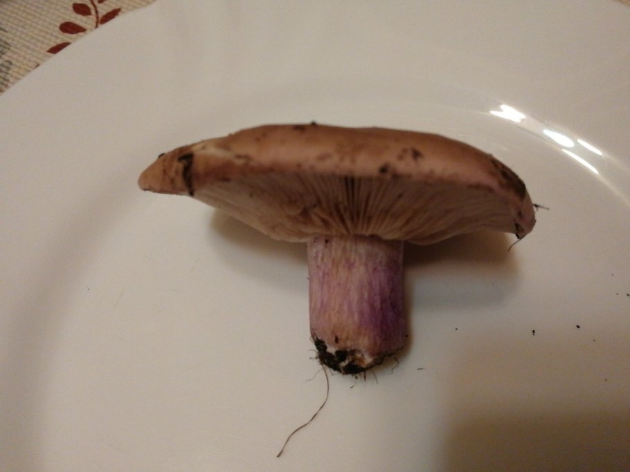 Гриб фиолетового цвета с толстой ножкой