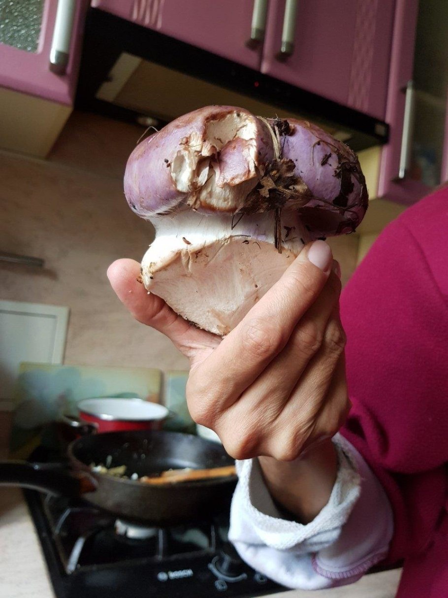 Паутинник козий Cortinarius traganus