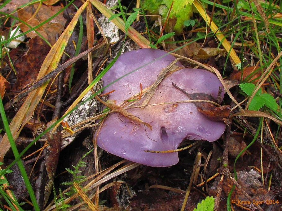 Паутинник багряный Cortinarius PURPURASCENS