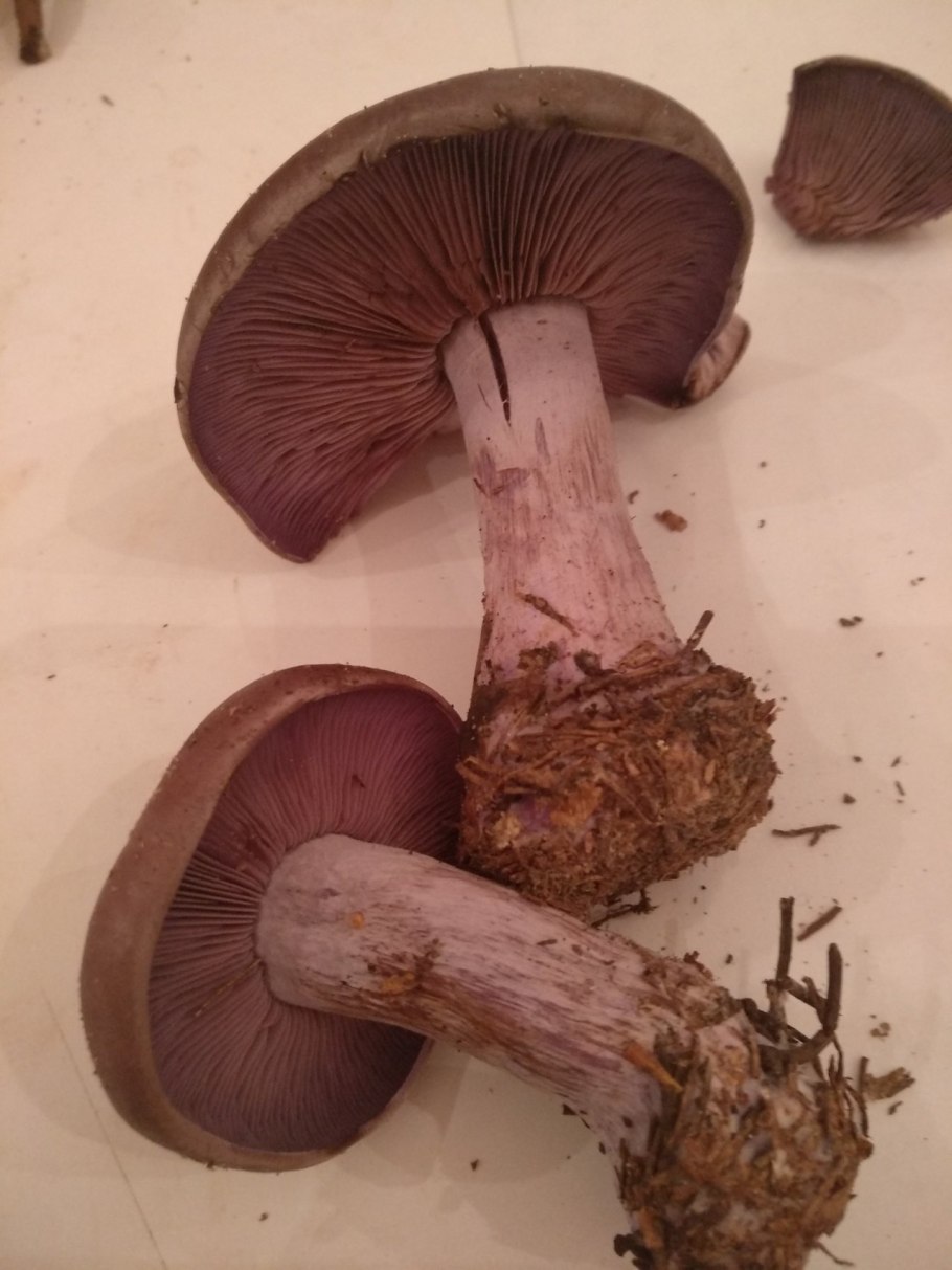 Cortinarius eucaeruleus