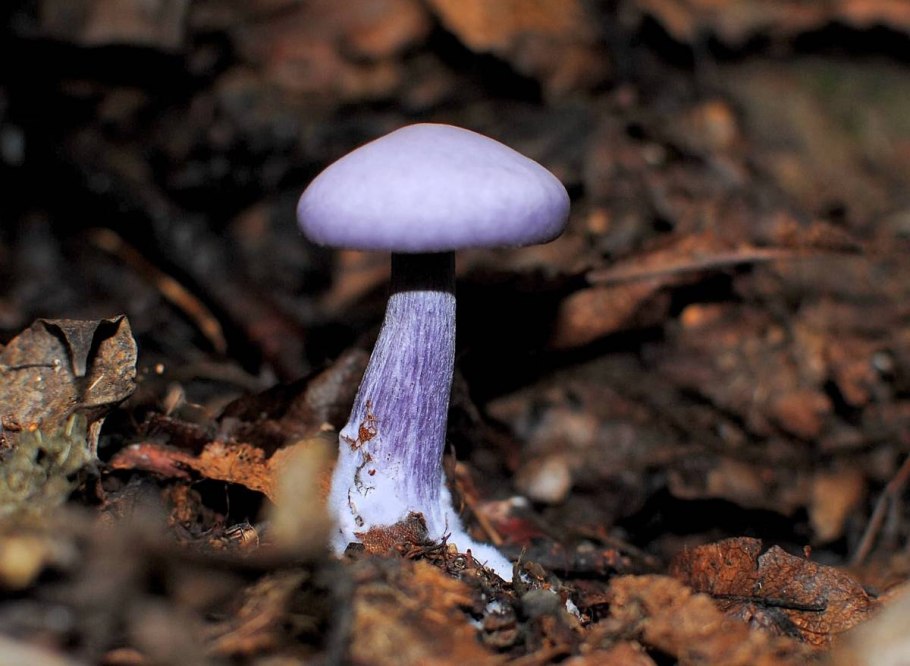 Паутинник фиолетовый гриб