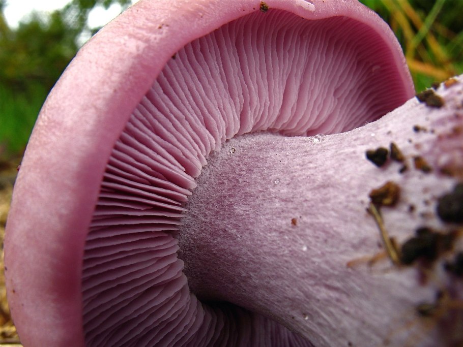 Рядовка гриб коричневая шляпка