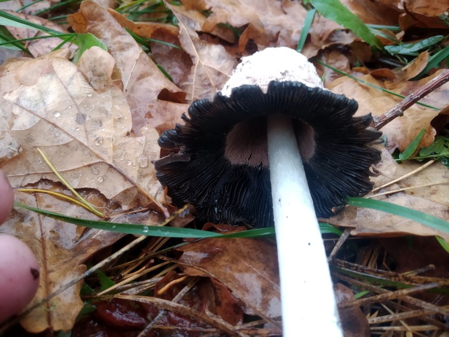 Гриб чернильная шляпка