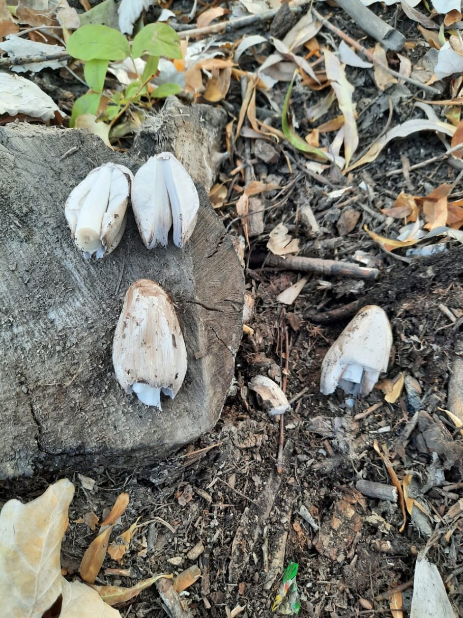 Навозник обыкновенный гриб Вишневский