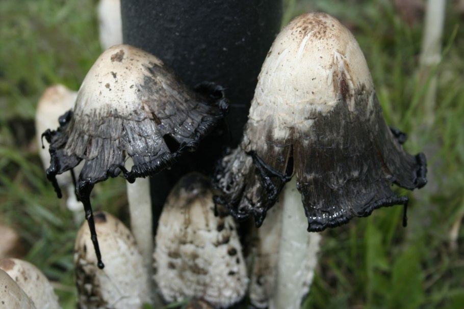 Гриб навозник копринус черный