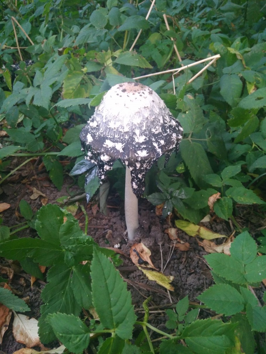 Гриб навозник белый