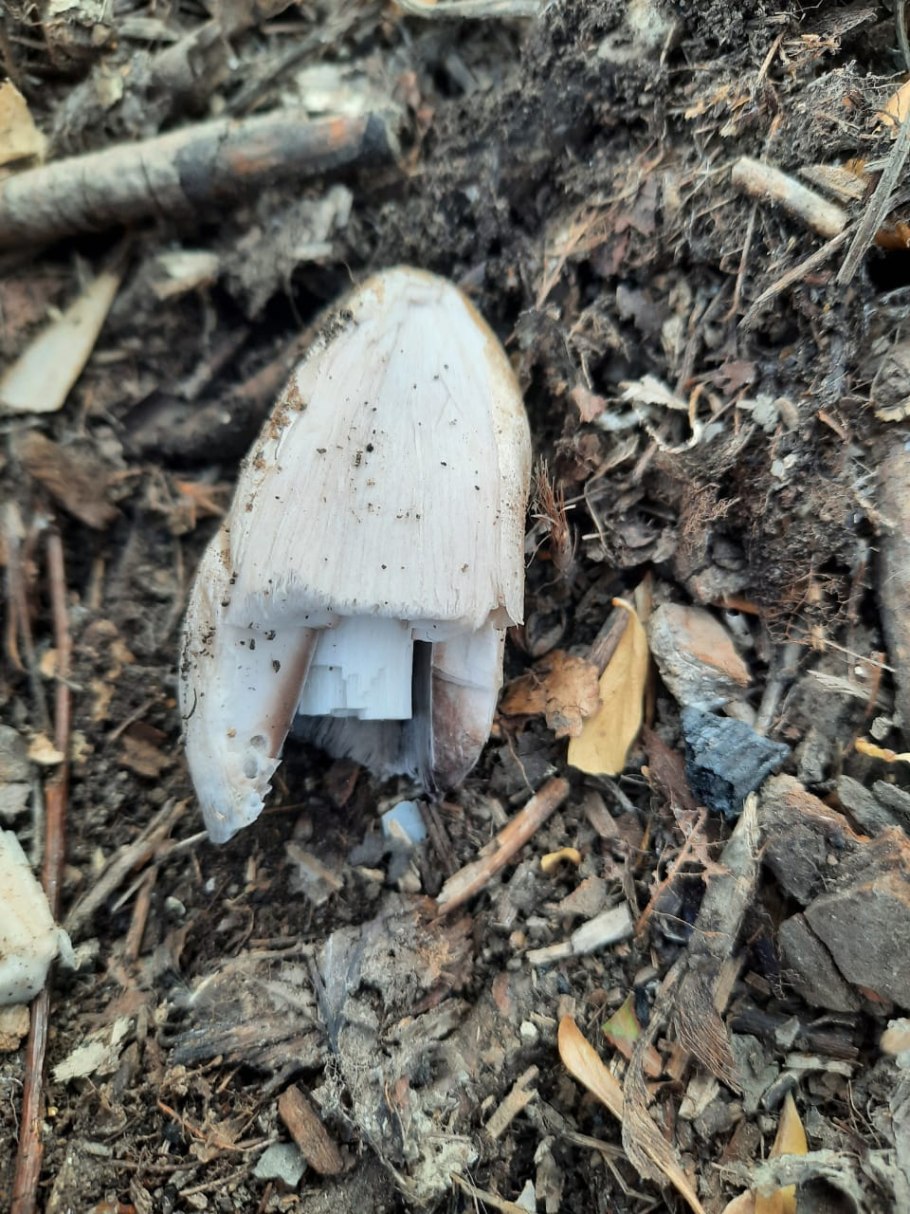 Навозник подвижнорогий