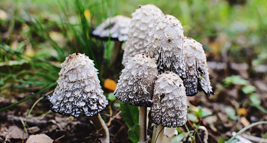 Навозник белый Coprinus comatus