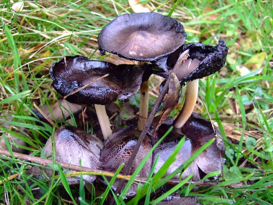 Чернильный гриб (Coprinus atramentarius