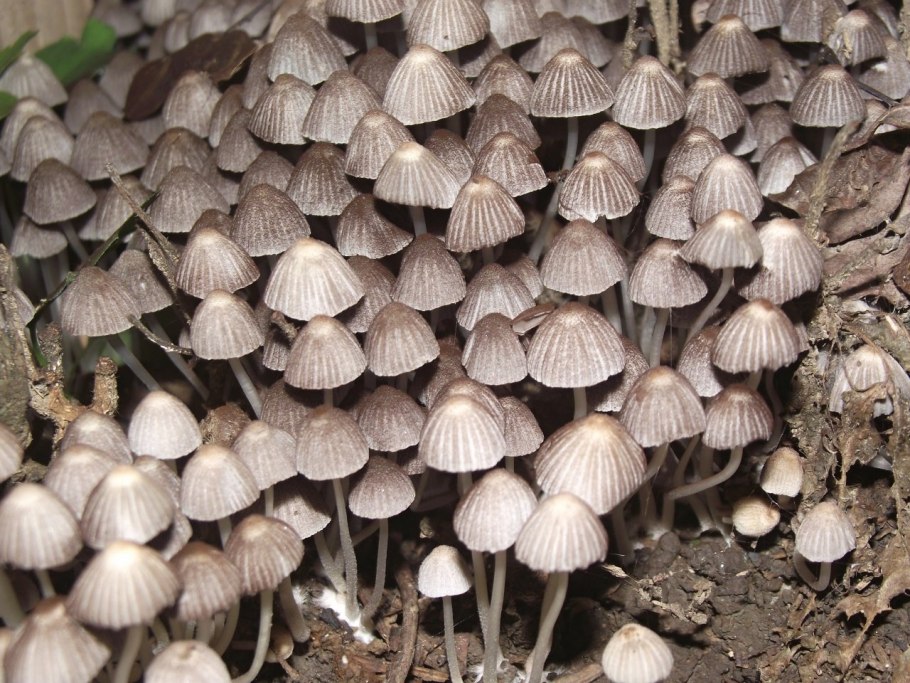 Навозник белый Coprinus comatus