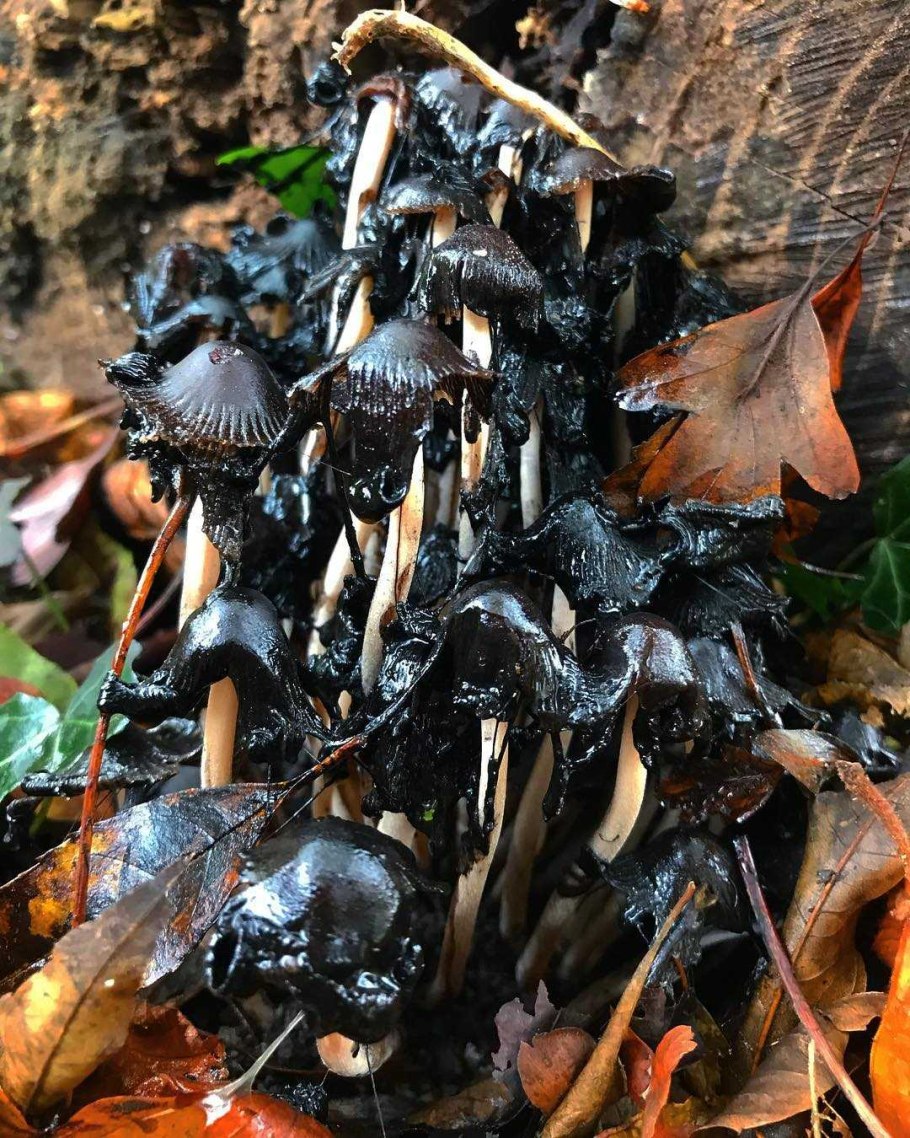 Навозник микориза