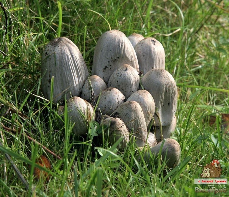 Гриб навозник серый съедобный