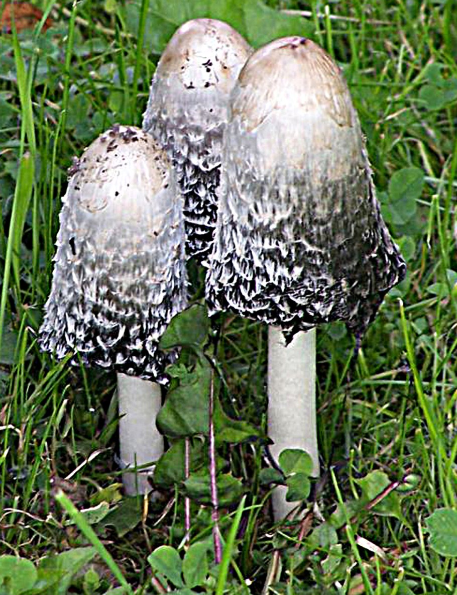 Навозник рассеянный гриб